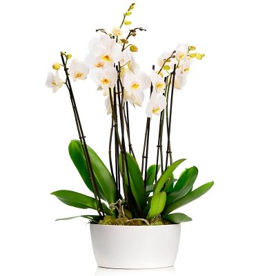 Орхидея в горшке «Белая»