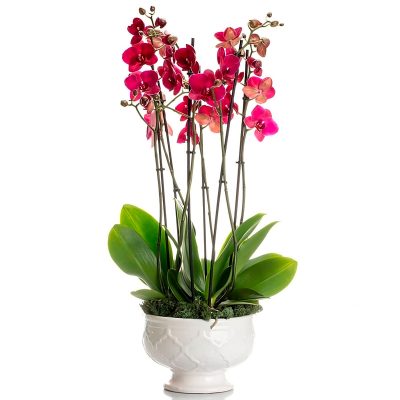 Орхидея в горшке «Бордово-розовая»