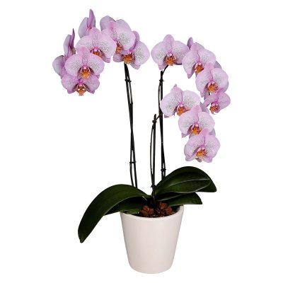 Орхидея в горшке «Фаленопсис розовый»