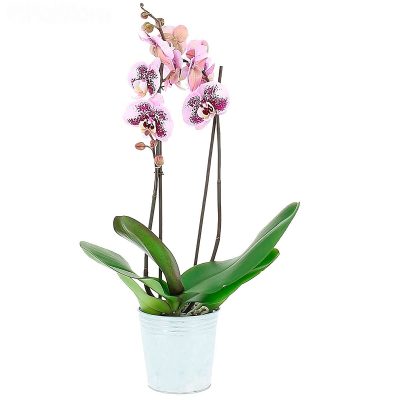 Орхидея в горшке «Нежно-розовая»