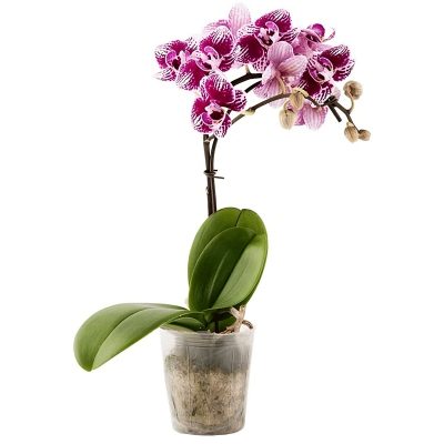 Орхидея в горшке «Пятнисто-фиолетовая»