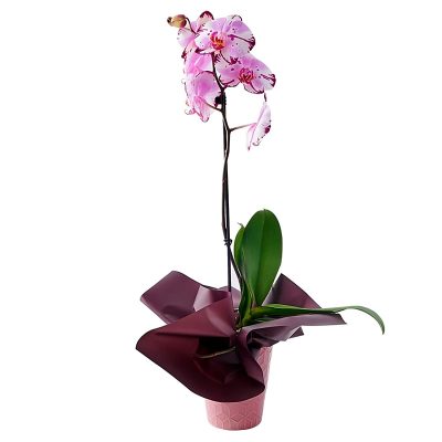 Орхидея в горшке «Пятнисто-розовая»