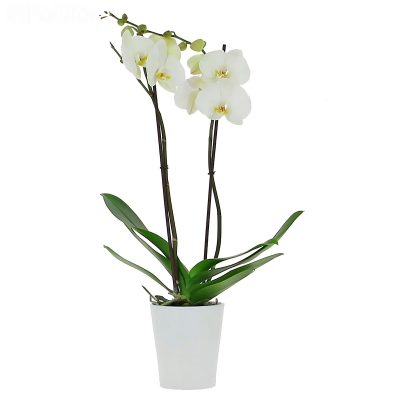 Орхидея в горшке «Светло-белая»