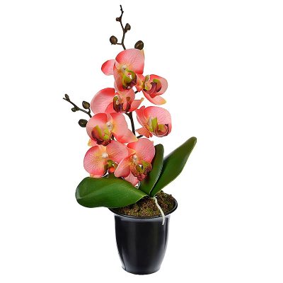 Орхидея в горшке «Светло-бордовая»