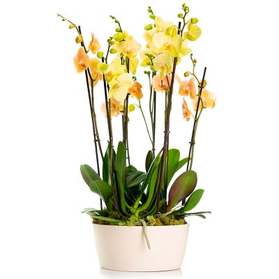 Орхидея в горшке «Желтая»